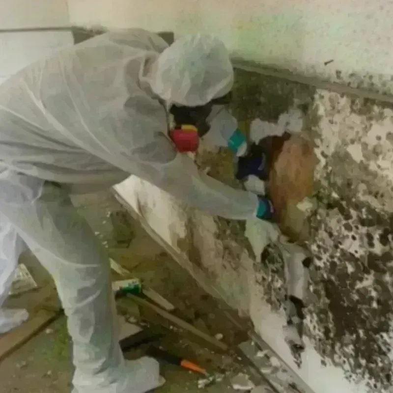 Mold Remediation and Removal in Tolland, CT